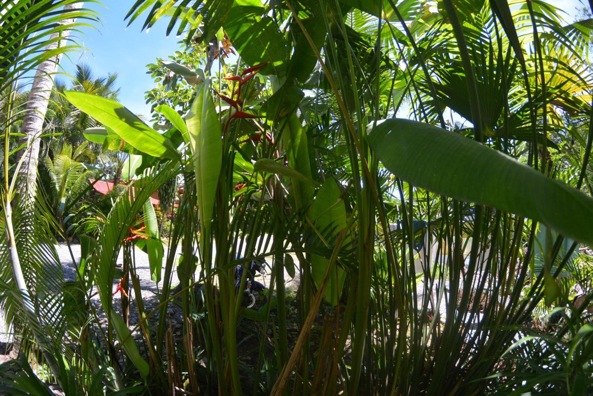 Hotel Swell Pavones Pavones  Bagian luar foto